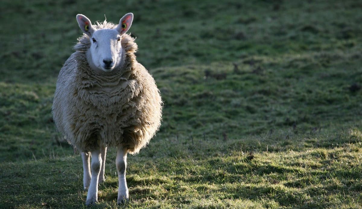 បេសកកម្មជួយសង្គ្រោះ