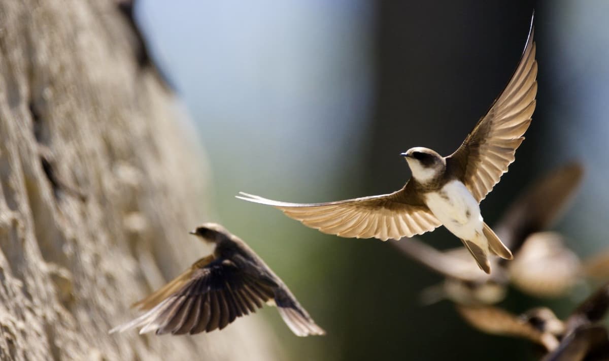 កន្លែងសម្រាប់រស់នៅ