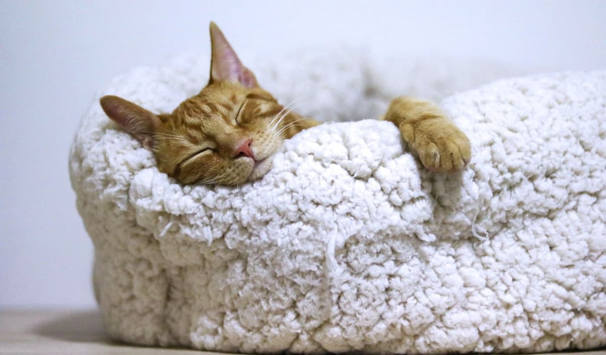 ចូលជ្រកយ៉ាងសុខសាន្តនៅក្នុងព្រះ