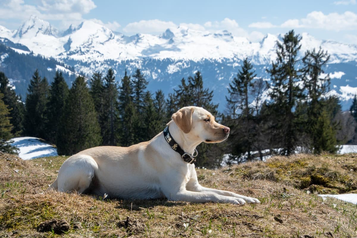 ក្តីស្រឡាញ់ដែលគ្មានព្រំដែន
