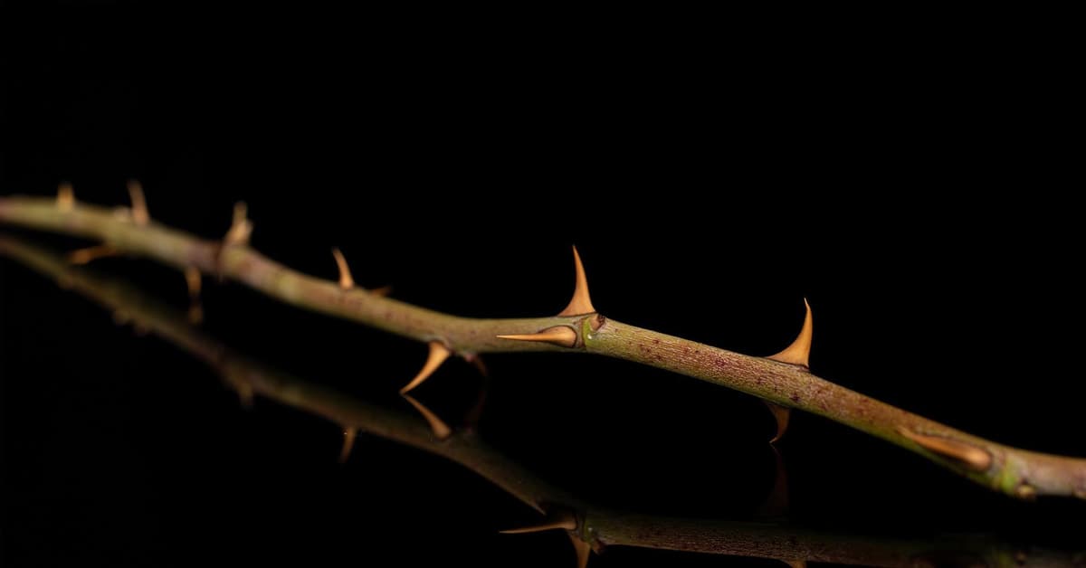 បន្លា​នៅ​ក្នុង​សាច់ (សៀវភៅសេចក្ដីពិតសម្រាប់ជីវិត)