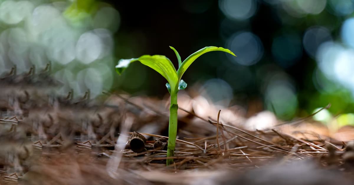 ព្រះ​ទ្រង់​រៀបចំ​ជីវិត​យើង​ឡើង​វិញ