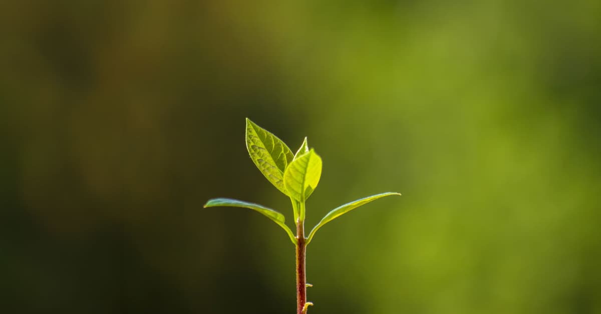 ភ្ញាក់​ឡើង ហើយ​មាន​ជីវិត​រស់