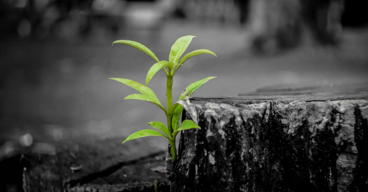 ជីវិត​ក្នុង​ពេល​បច្ចុប្បន្ន និង​អតីតកាល  (សៀវភៅសេចក្ដីពិតសម្រាប់ជីវិត)