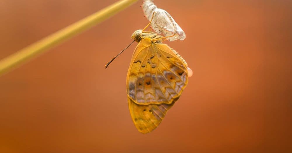 កែ​ប្រែ​ជា​មនុស្ស​ថ្មី