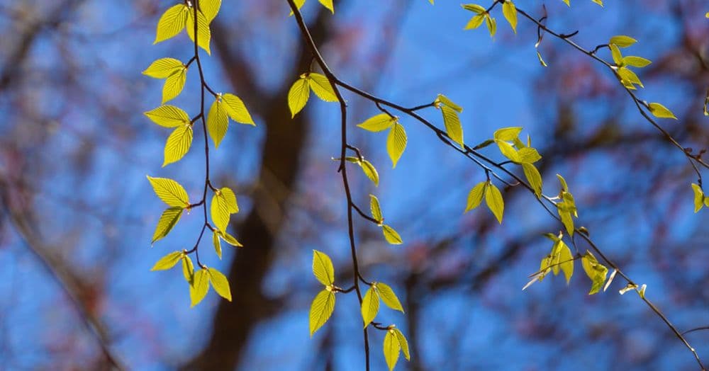 វិធី​ដើម្បី​ឲ្យ​មាន​សេចក្តី​សង្ឃឹម