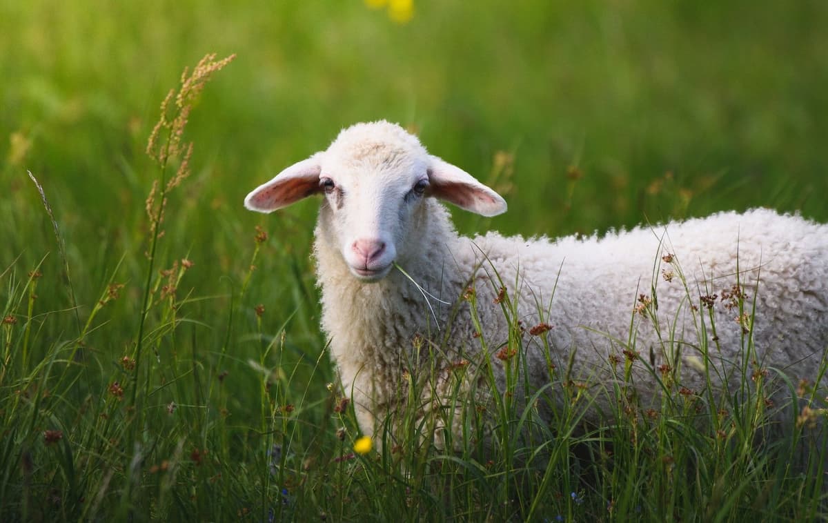 ព្រះទ្រង់ចាំឈ្មោះរបស់មនុស្សម្នាក់ៗ