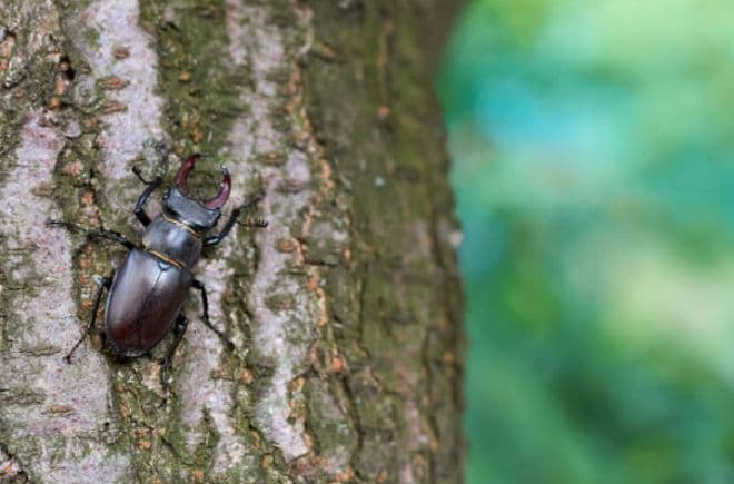អ្នករសាត់អណ្តែតដែលបញ្ចេញពន្លឺ