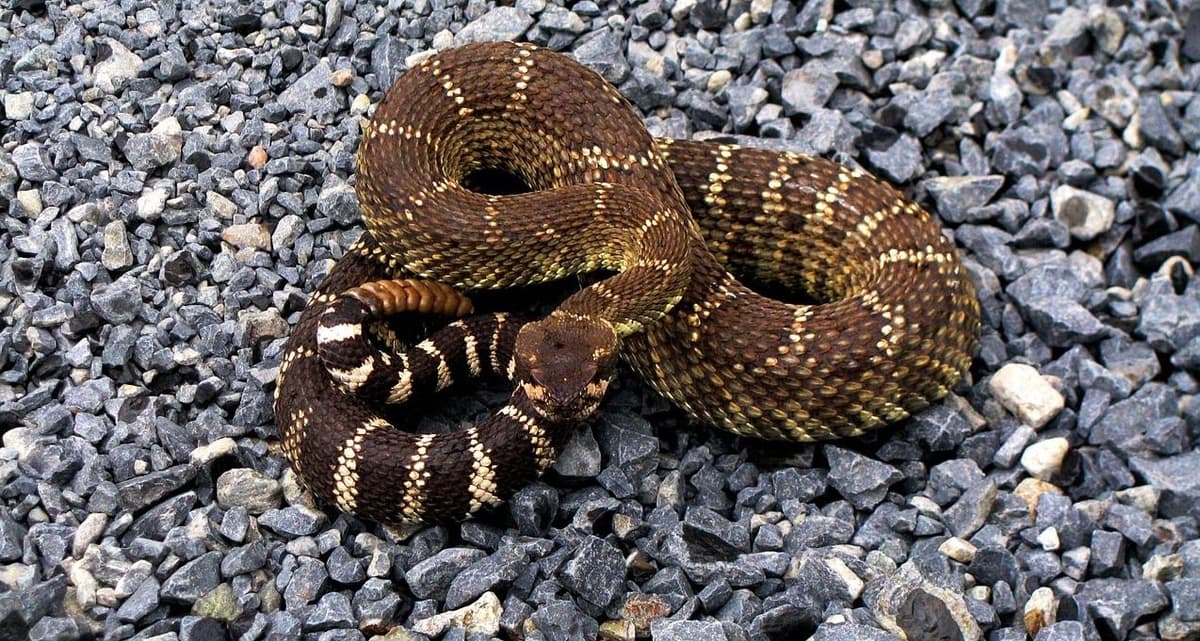 សត្វពស់បញ្ចេញសម្លេងព្រមាន