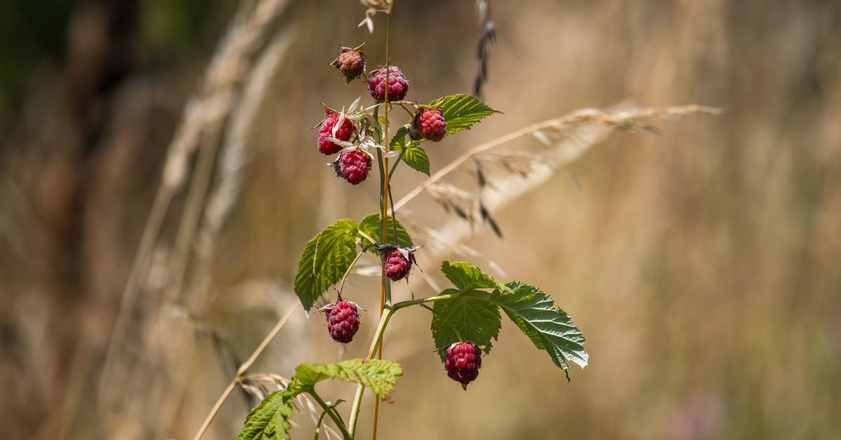 ការដាស់តឿន ដើម្បីរំដោះយើង (សៀវភៅសេចក្ដីពិតសម្រាប់ជីវិត)