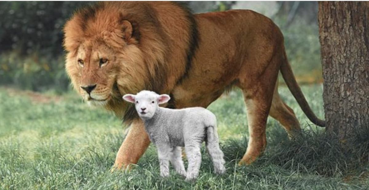 សត្វតោ ចៀម និងព្រះអង្គសង្រ្គោះ!