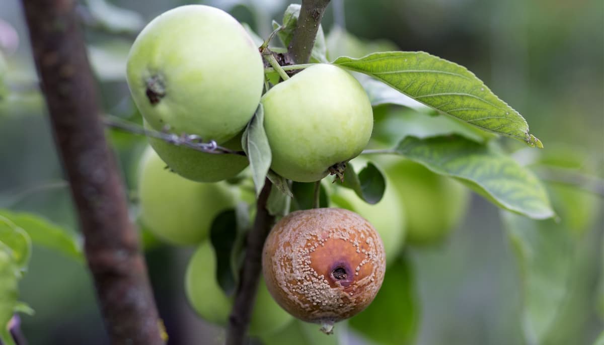 ស្គាល់គ្រូល្អ ឬអាក្រក់ ដោយសារផលផ្លែ (សៀវភៅសេចក្ដីពិតសម្រាប់ជីវិត)