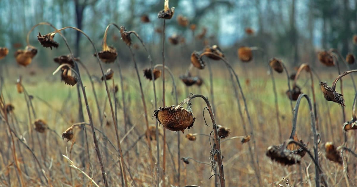 ភាពផុយស្រួយរបស់ជីវិត (សៀវភៅសេចក្ដីពិតសម្រាប់ជីវិត)
